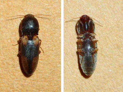Réf. 227 371 : Cardiophorinae inconnu